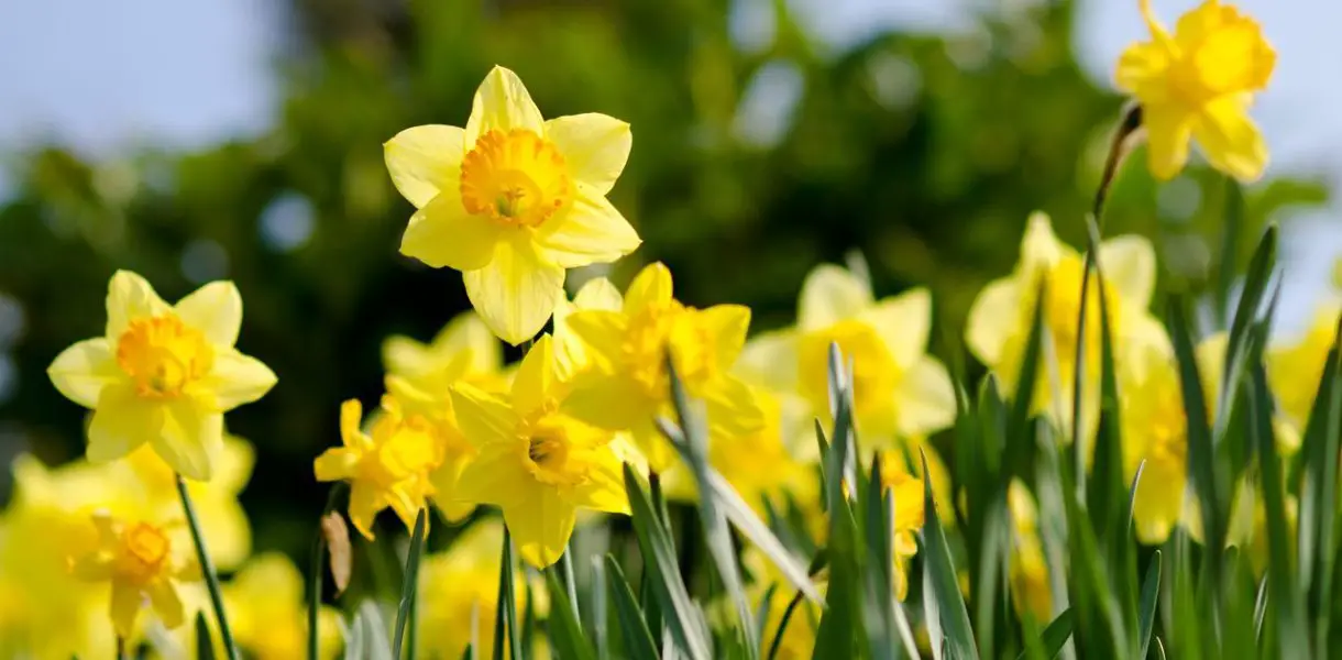 Todo sobre el narciso, la flor simbólica que anuncia la primavera