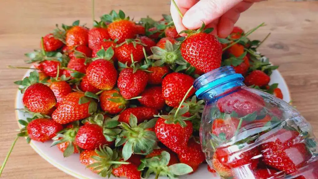 Solo así podrás conservar las fresas durante todo un año: estarán aún más frescas