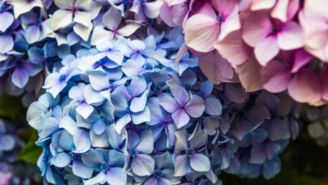 Hortensias: el truco natural que potencia su floración y vigor