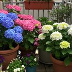 7 cosas que no debes hacerle a tu hortensia