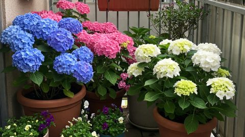 7 cosas que no debes hacerle a tu hortensia