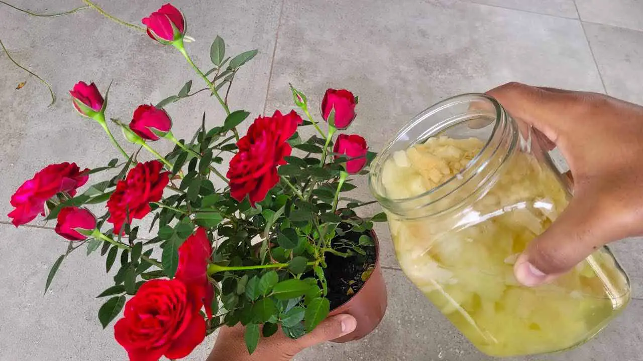 Úsalo para tus rosas en el balcón o jardín y florecerán incluso fuera de temporada.