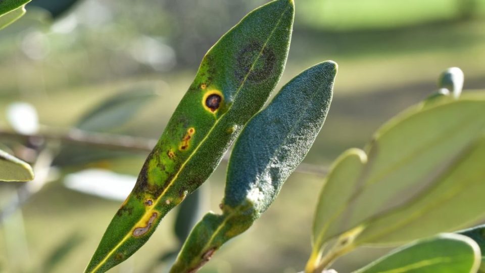 7 enfermedades comunes del olivo: ¿cómo identificarlas?