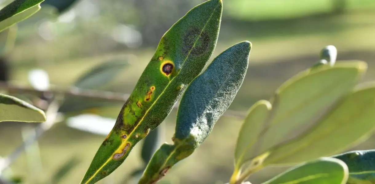7 enfermedades comunes del olivo: ¿cómo identificarlas?