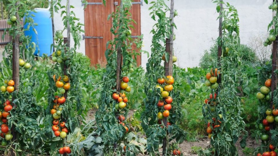 Maximiza tu huerta: aquí están las verduras para plantar junto a los tomates