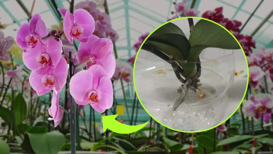 Orquídea sin raíces, el secreto para renacerla en pocos días: cómo lo hacen los viveristas