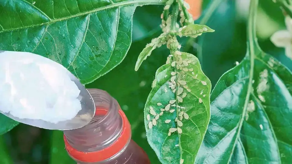 Adiós a las plagas en las plantas con este pesticida casero: solo necesitas 2 ingredientes