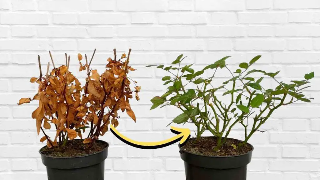 Planta seca y amarillenta, cómo revivirla en unos segundos: renace de inmediato