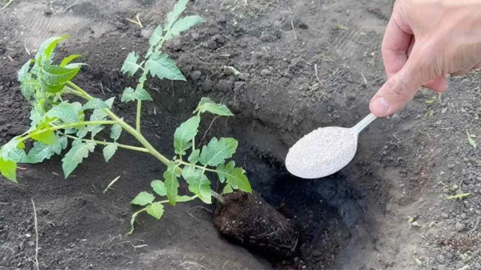 Nunca plante tomates en el jardín sin esto: tire un puñado en el suelo