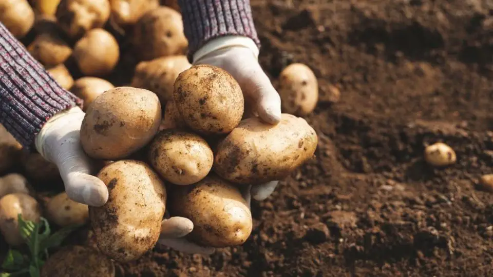 ¿Cómo plantar y cultivar patatas con éxito? ¡Descubre todo lo que necesitas saber!