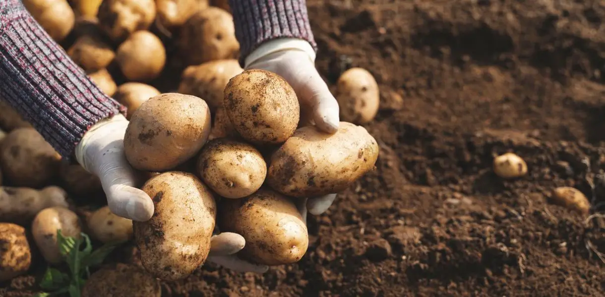 ¿Cómo plantar y cultivar patatas con éxito? ¡Descubre todo lo que necesitas saber!