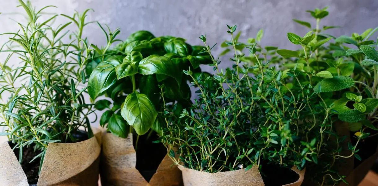 5 plantas aromáticas para cultivar fácilmente en un piso