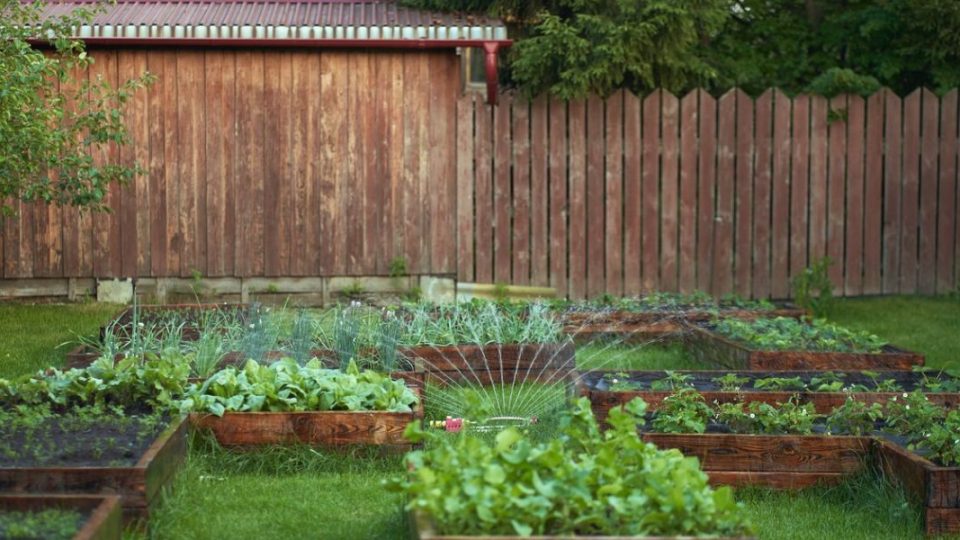 Por qué plantar tomates y cebollas juntos es el peor error de su jardín
