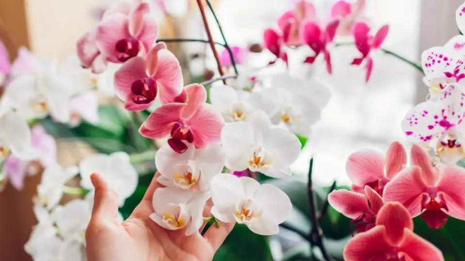 Cómo salvar una orquídea: así es como hacer que vuelva a florecer en 5 sencillos pasos