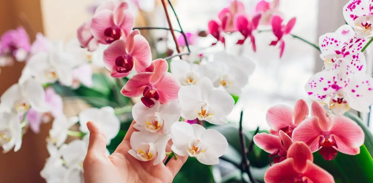 Cómo salvar una orquídea: así es como hacer que vuelva a florecer en 5 sencillos pasos
