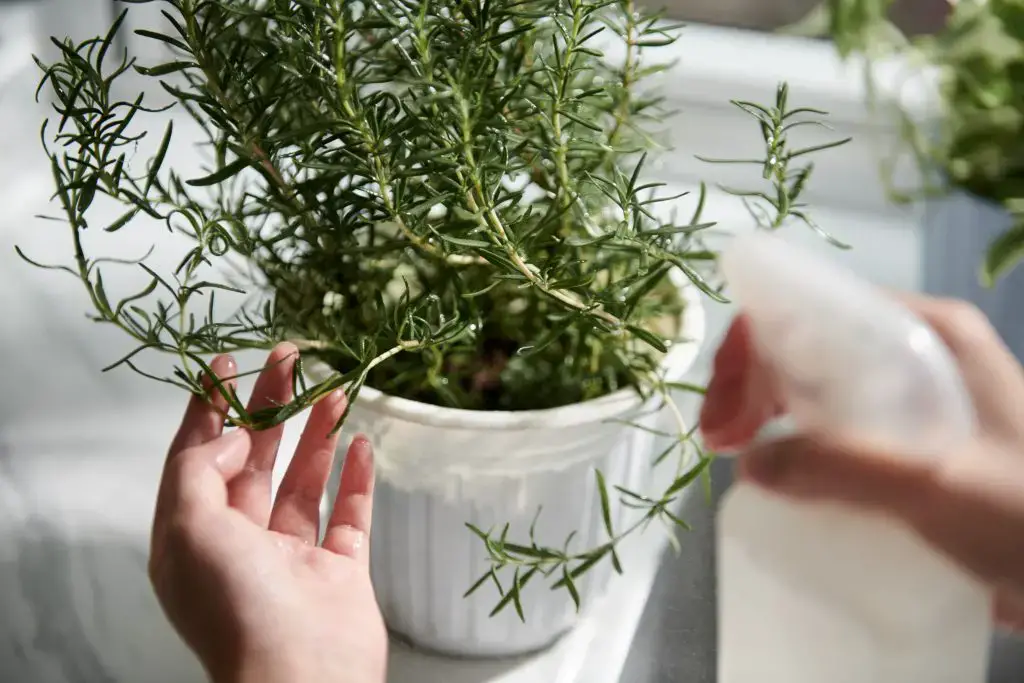 spraying and watering rosemary plant 2023 11 27 05 11 01 utc 1024x683 1