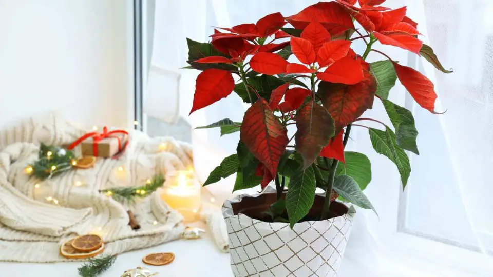 Poinsettia, la mejor posición de la casa: aquí florece muy bien