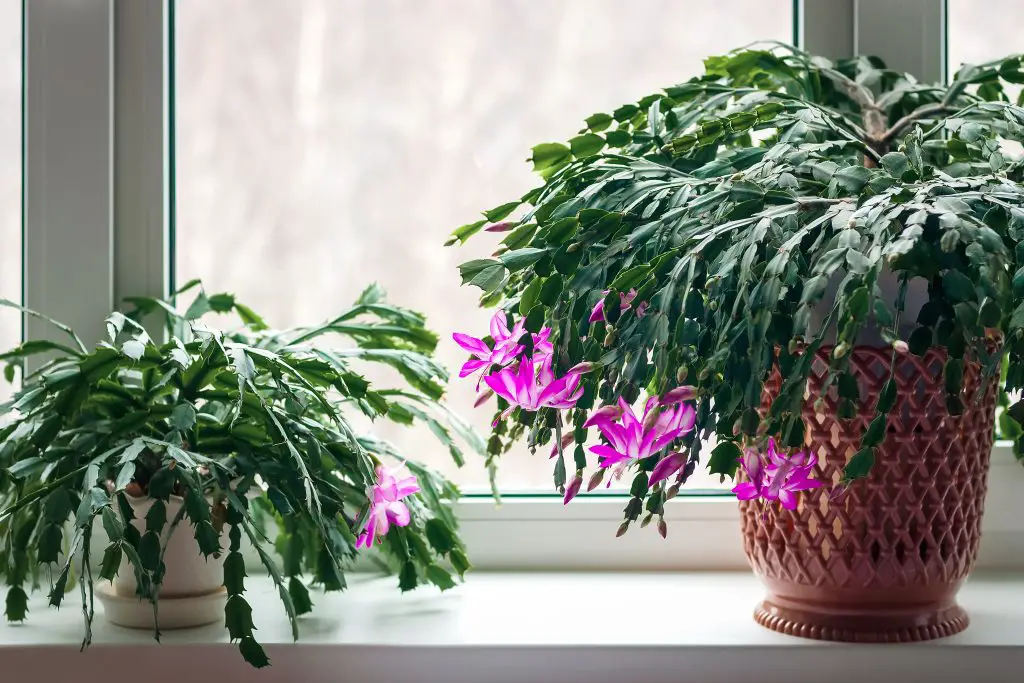 thanksgiving cactus schlumbergera truncata crab ca 2024 11 29 13 35 57 utc