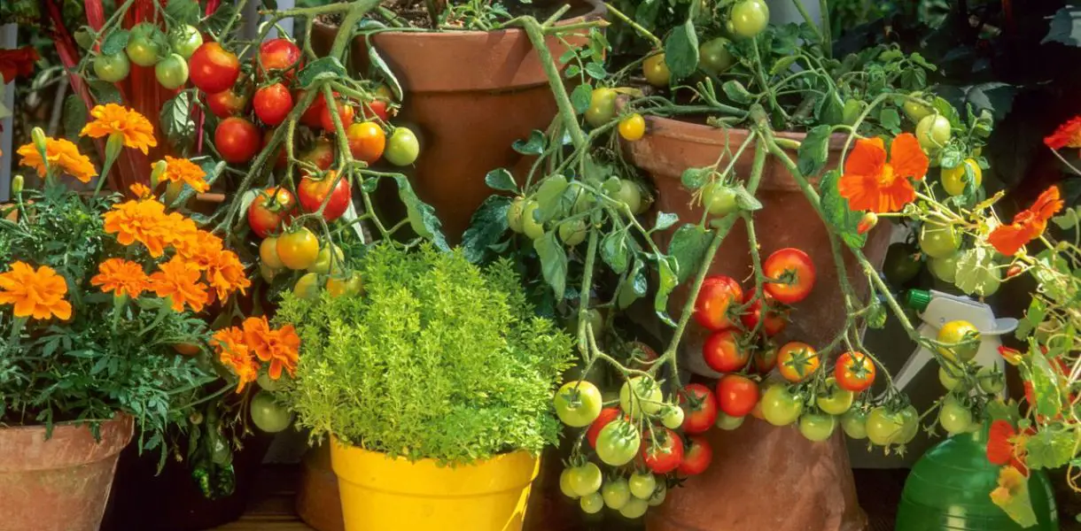El secreto para conseguir una abundante cosecha de tomates en tu balcón