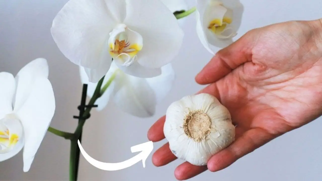 Orquídeas, el abono sin coste: nunca vistas tan frondosas