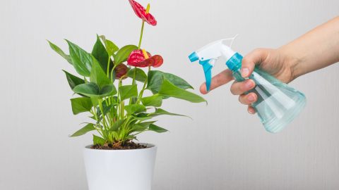 Vinagre en las plantas de interior: cómo usarlo sin dañarlas