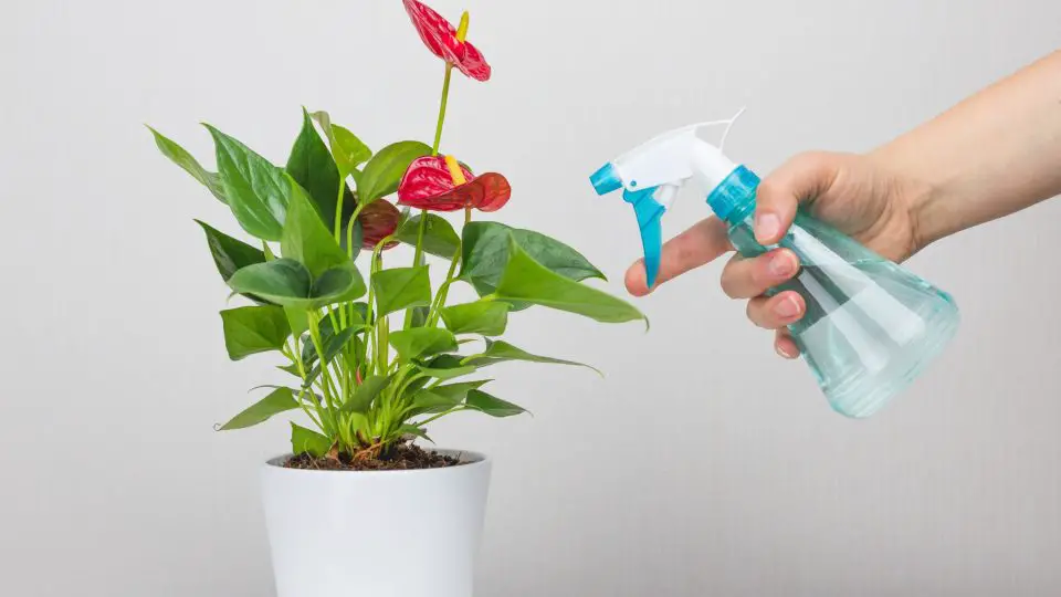 Vinagre en las plantas de interior: cómo usarlo sin dañarlas