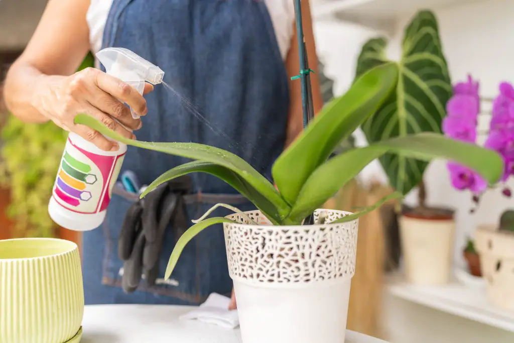 woman sprays fertilizer on a delicate orchid 2023 12 21 21 22 17 utc