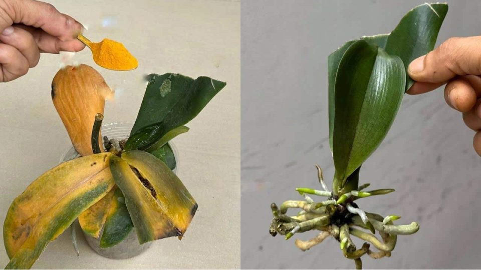 Orquídeas, cómo protegerlas de bacterias y enfermedades en un solo movimiento: nunca más morirán