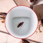 Cucarachas en casa, salen del baño: cómo hacerlas desaparecer en menos de 24 horas