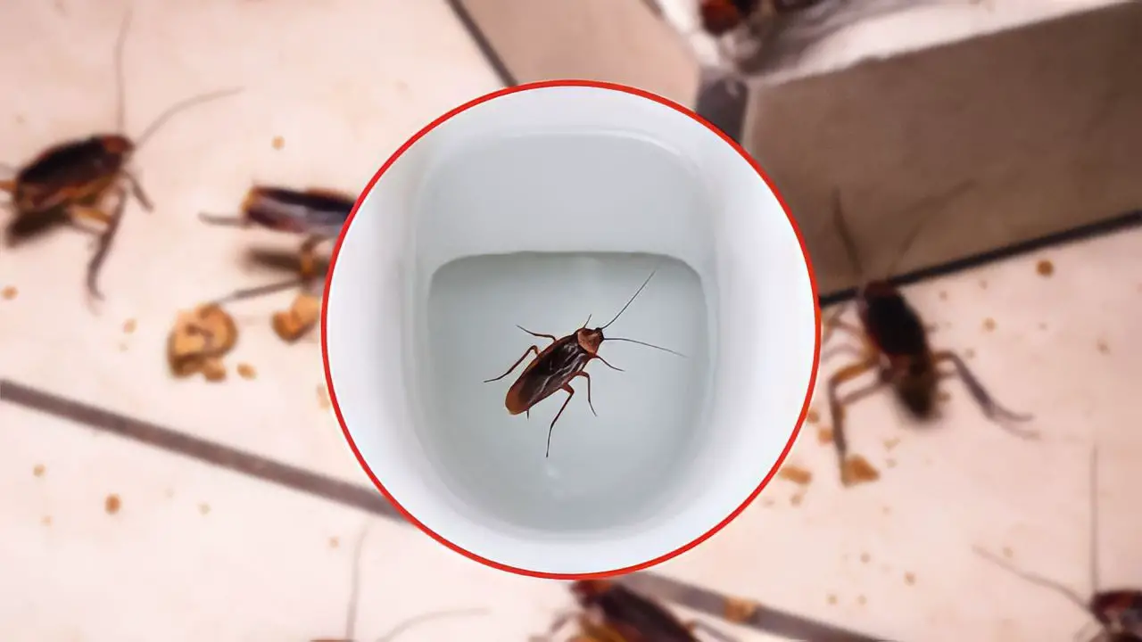 Cucarachas en casa, salen del baño: cómo hacerlas desaparecer en menos de 24 horas