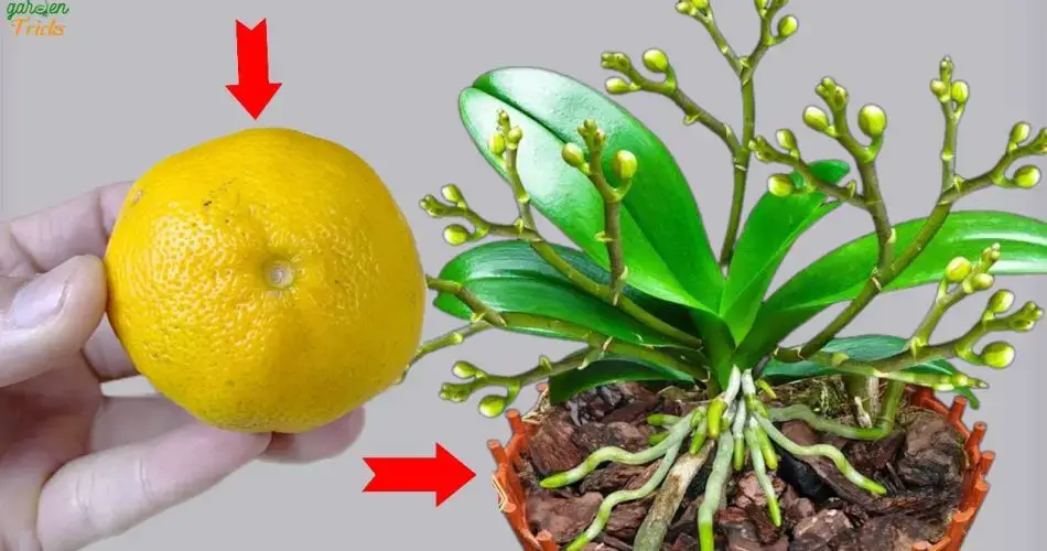 ¡Desbloquea vibrantes flores de orquídeas con solo un limón!