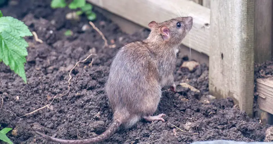 Ratas en el jardín: este (inusual) producto de baño es ideal para ahuyentarlas