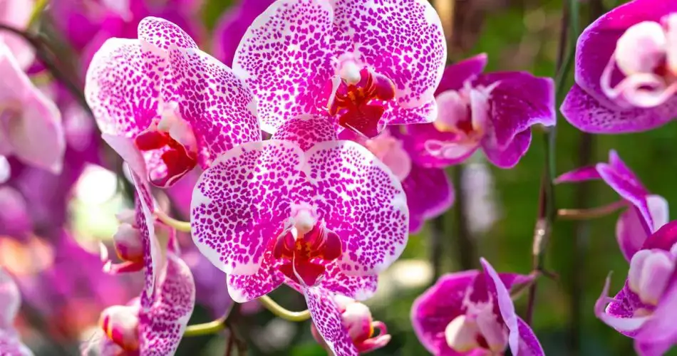 Coloca esta verdura junto a tu orquídea: florecerá casi al instante