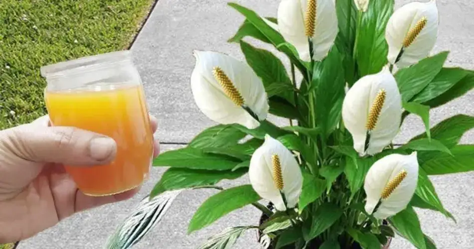 Con este líquido las plantas se mantendrán vivas y prósperas durante 2 años seguidos