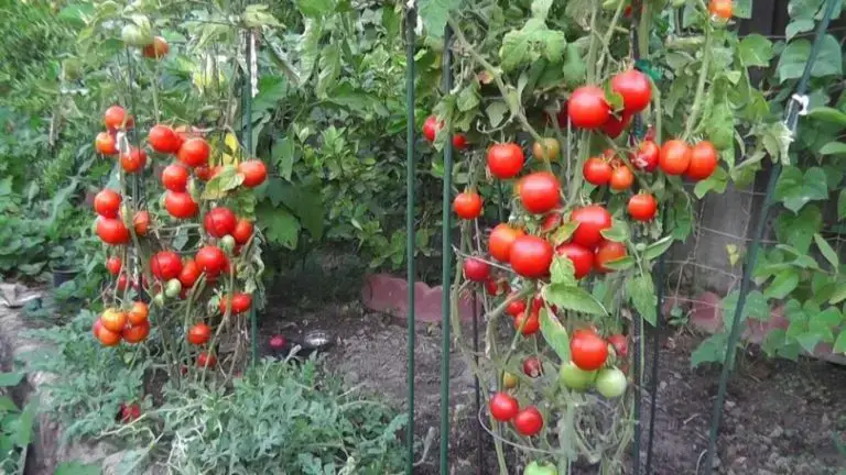 12 estrategias para el crecimiento óptimo del tomate