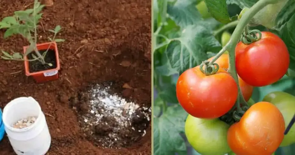 Pon estos 5 ingredientes en la tierra para cultivar tomates impresionantes rápidamente