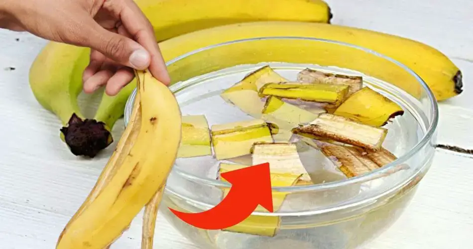 Cáscaras de plátano, tirarlas es un gran desperdicio: para las amas de casa valen oro | Úsalos así