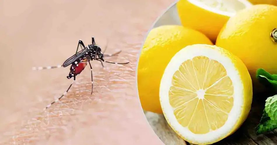 Mosquitos, la mezcla a base de limón que los destruye en 2 segundos: adiós al picor para siempre