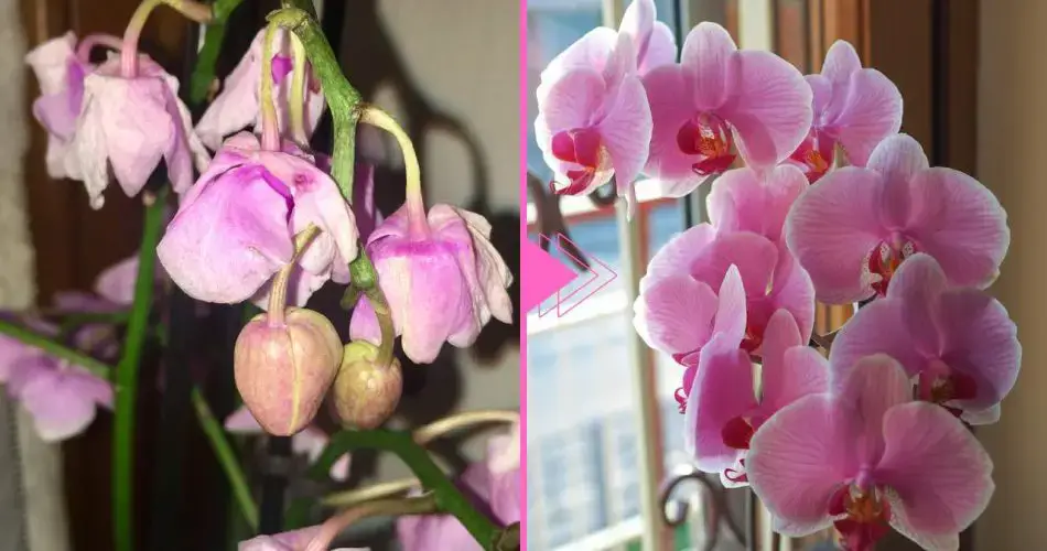 Orquídea marchita, todavía hay esperanza: con este ingrediente vuelve a la vida
