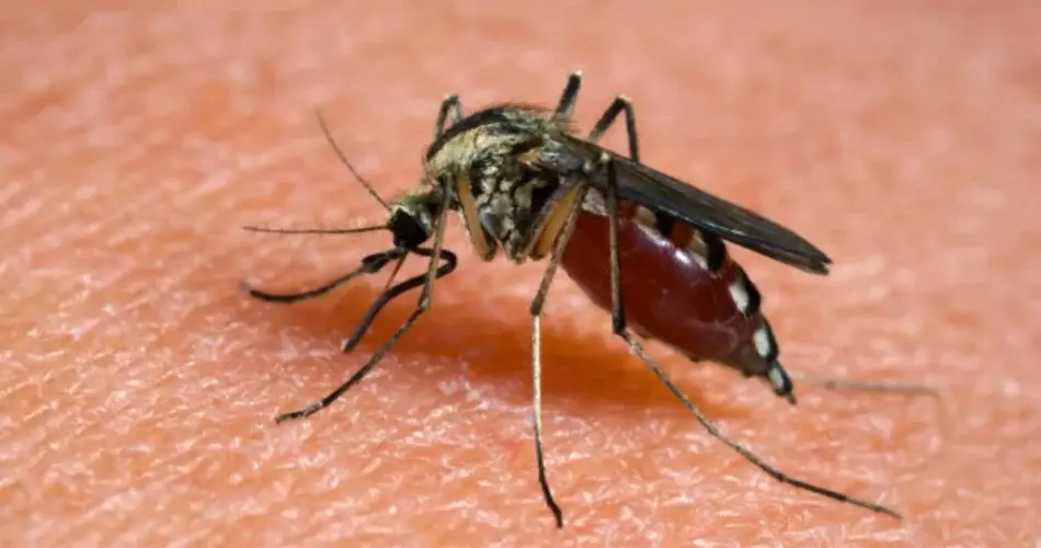 Los mosquitos, si no te dejan en paz, deshazte de ellos con este fuerte olor: desaparecen