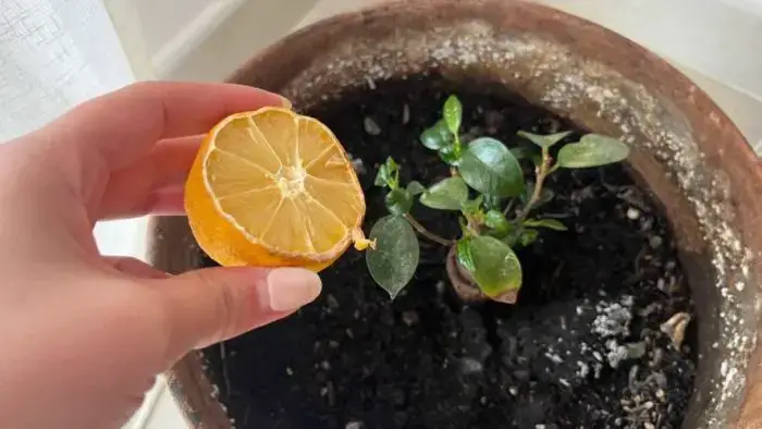Tendrás un limón precioso en 30 días: la técnica de las semillas peladas