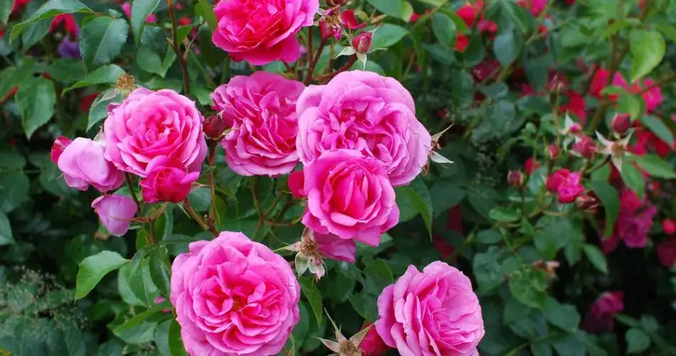 Mis rosas florecen durante todo el verano y las nutro con fertilizante natural cada primavera. No les molestan los pulgones ni otras plagas.