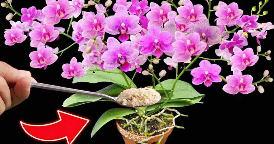 Orquídeas: logra una floración espectacular con más de 100 flores simultáneamente