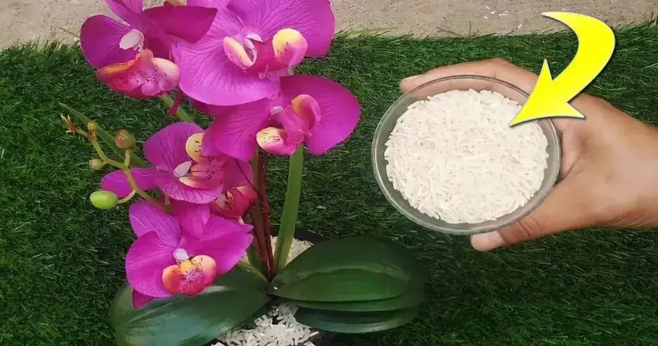 Pon un puñado de ellos en tu orquídea: crecerá hermosa y exuberante.
