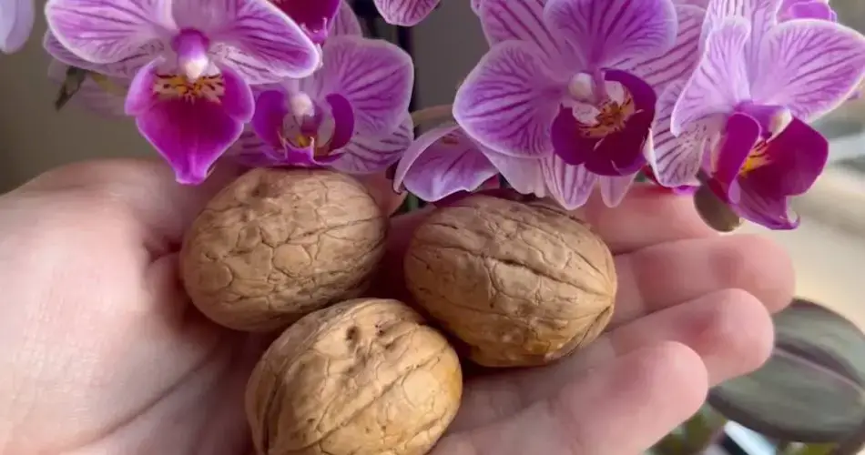 La orquídea florece con este método natural: hasta los viveristas lo hacen