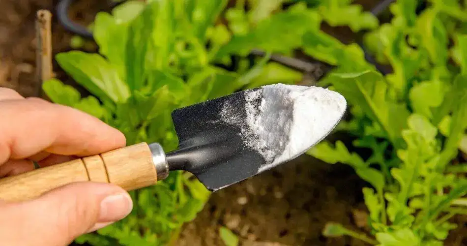 Bicarbonato de sodio: 5 usos sorprendentes para tu jardín y tus plantas