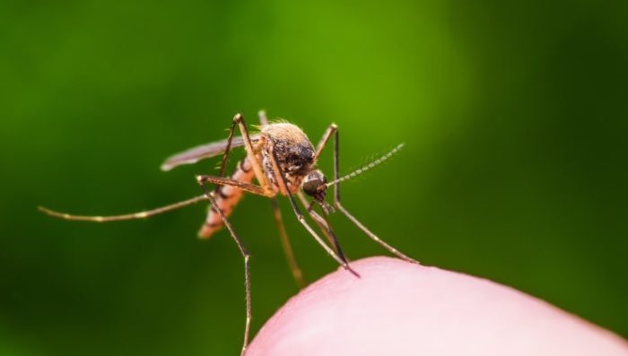 Colócalo en tu casa y nunca más volverás a ver moscas ni mosquitos: el remedio natural