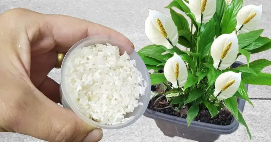 Este fertilizante natural hará crecer el doble de flores que tienes en tu jardín