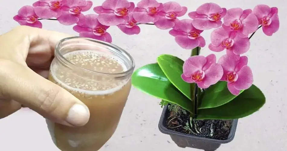 Floración y crecimiento de las plantas garantizados con 1 vaso de este líquido natural