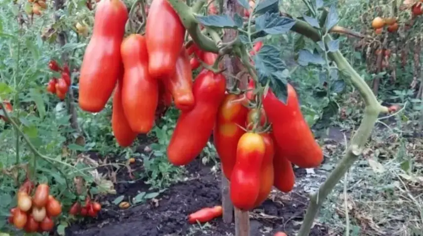 Qué plantar junto a los tomates para conseguir una buena cosecha de tomates